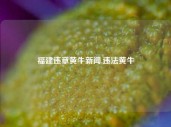 福建违章黄牛新闻,违法黄牛