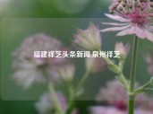 福建祥芝头条新闻,泉州祥芝