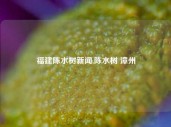 福建陈水树新闻,陈水树 漳州