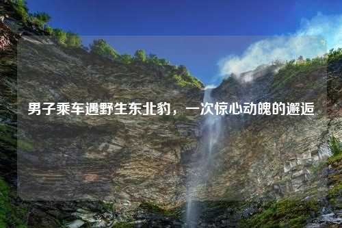 男子乘车遇野生东北豹，一次惊心动魄的邂逅