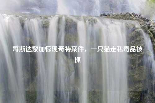 哥斯达黎加惊现奇特案件，一只猫走私毒品被抓